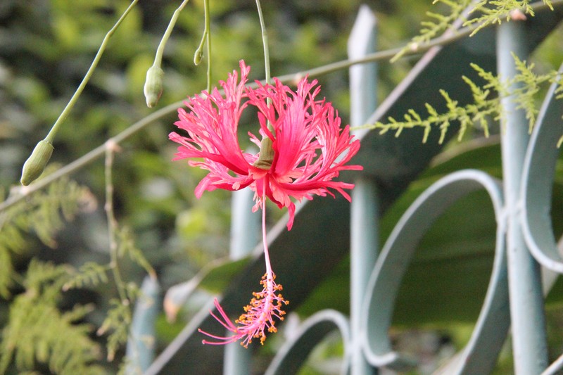 Fringed Rosemallow photo 4