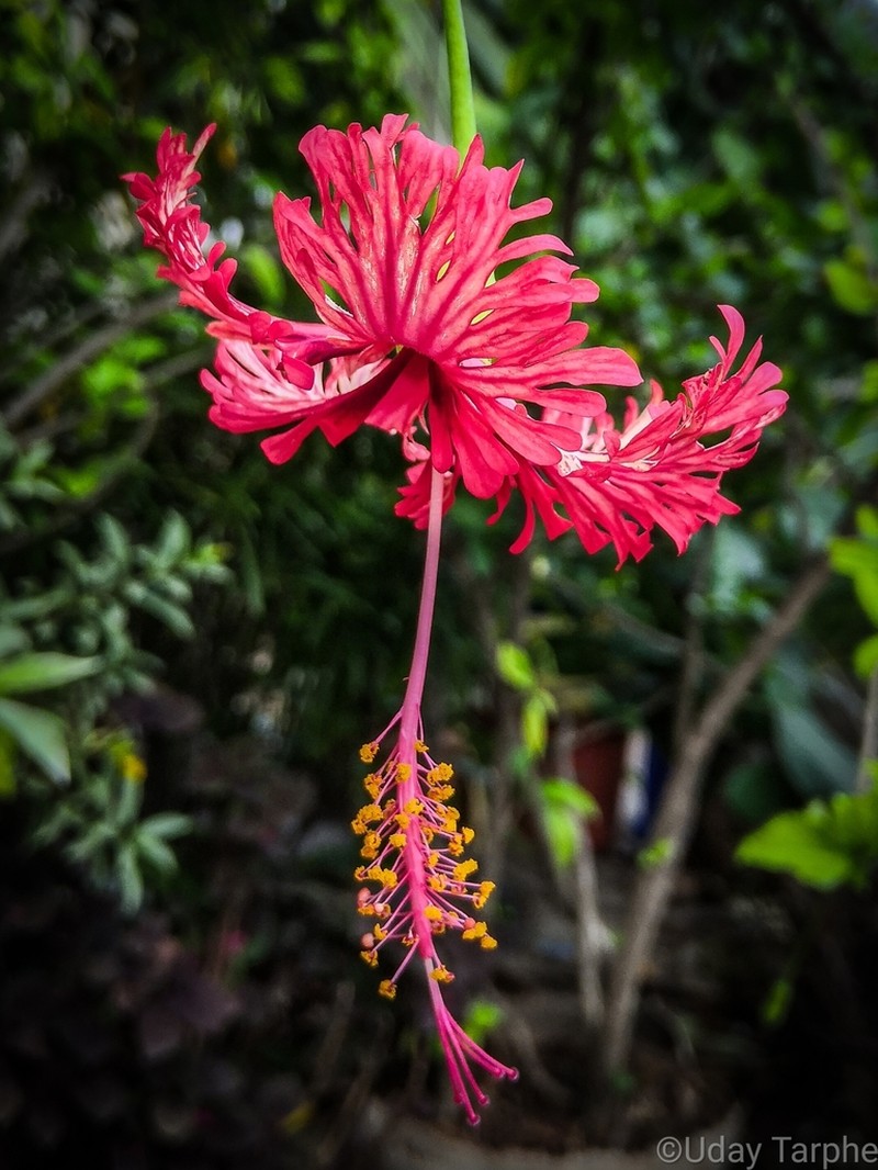 Fringed Rosemallow photo 6