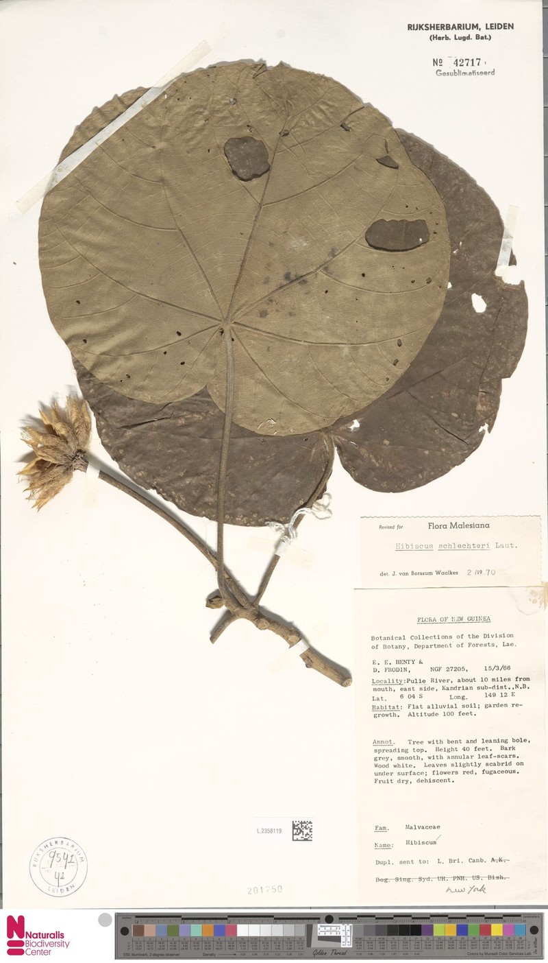 Hibiscus schlechteri