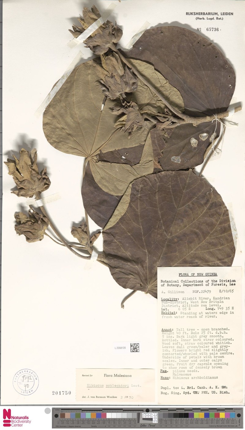 Hibiscus schlechteri photo 2