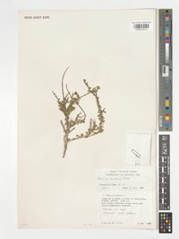 Hibiscus scindicus