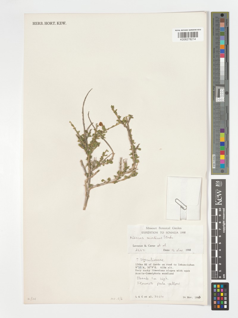 Hibiscus scindicus