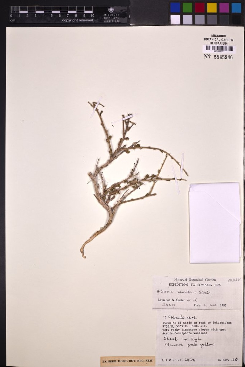 Hibiscus scindicus photo 2
