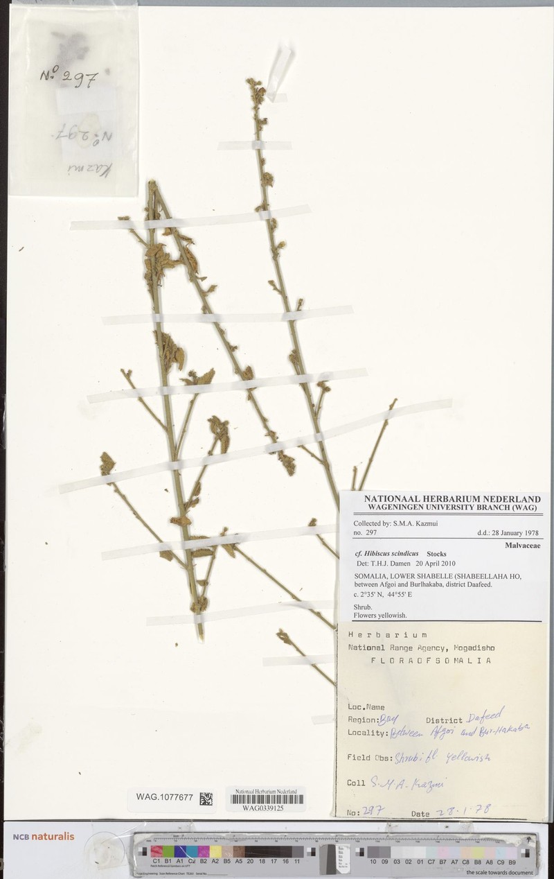 Hibiscus scindicus photo 4