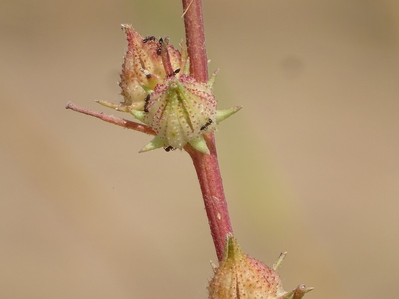Hibiscus scotellii