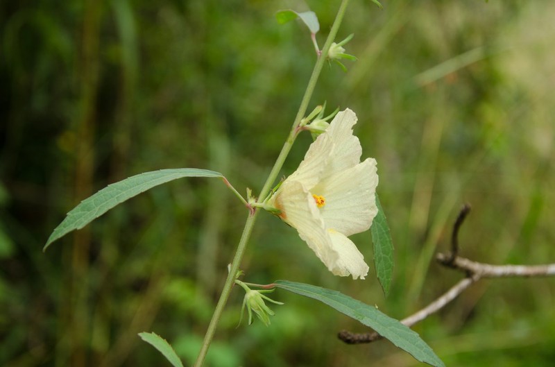 Hibiscus scotellii photo 3