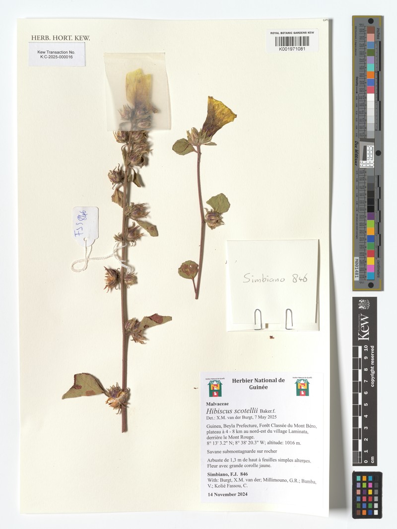Hibiscus scotellii photo 4
