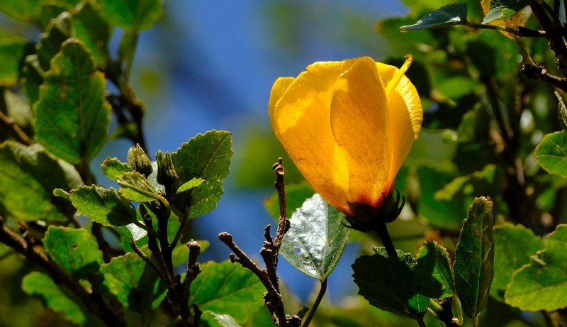 Hibiscus scottii