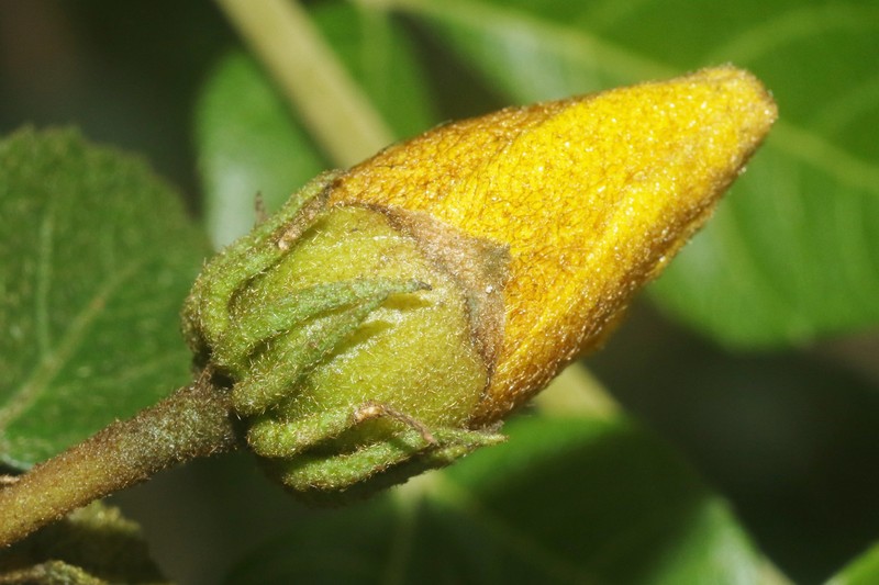Hibiscus scottii photo 4