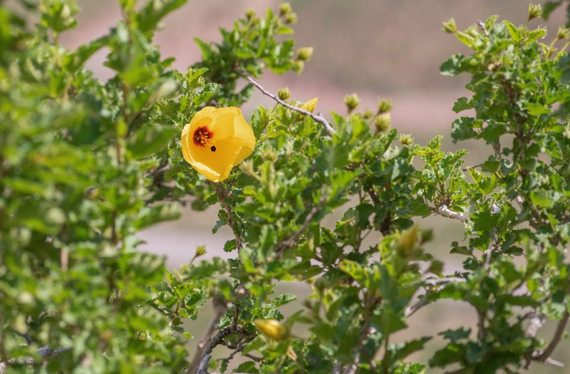 Hibiscus scottii photo 5