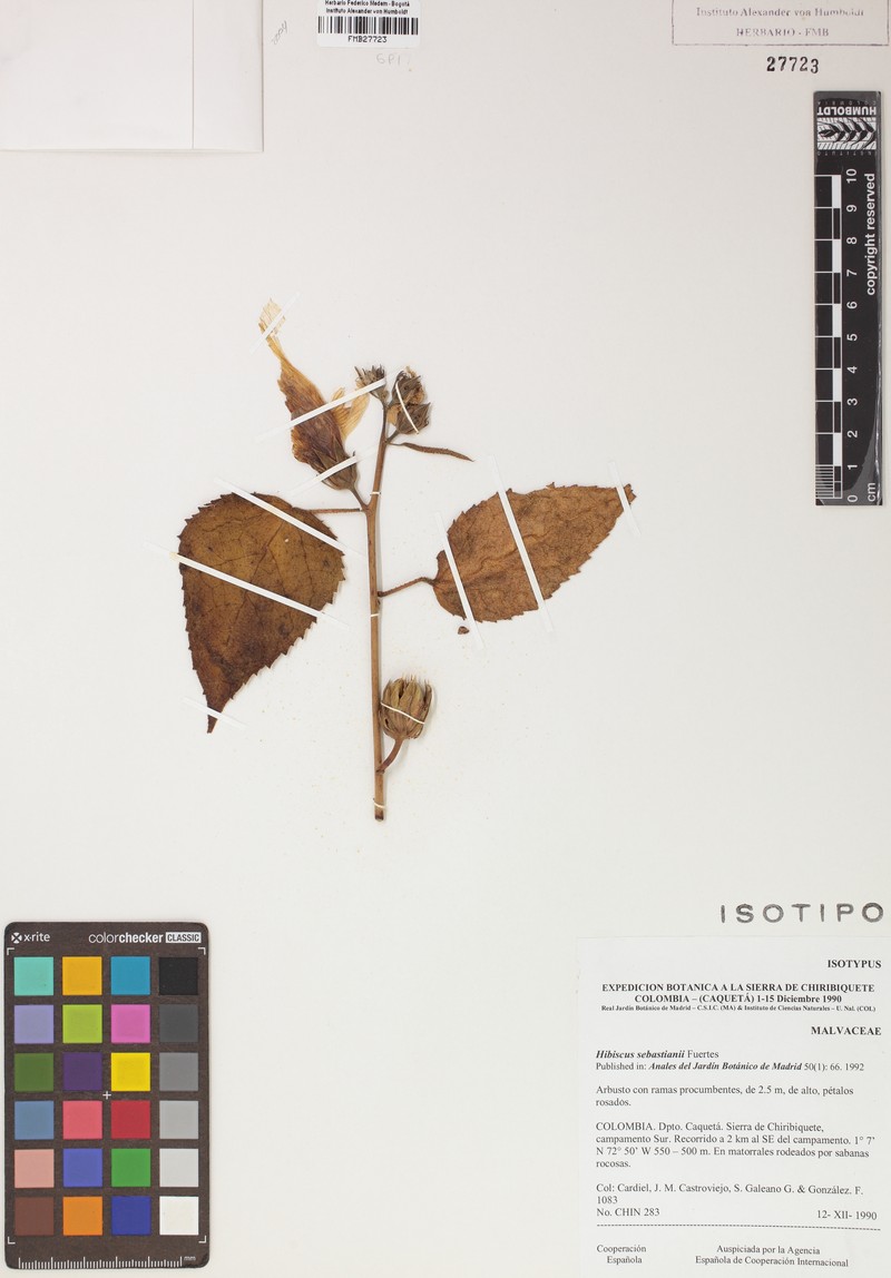 Hibiscus sebastianii
