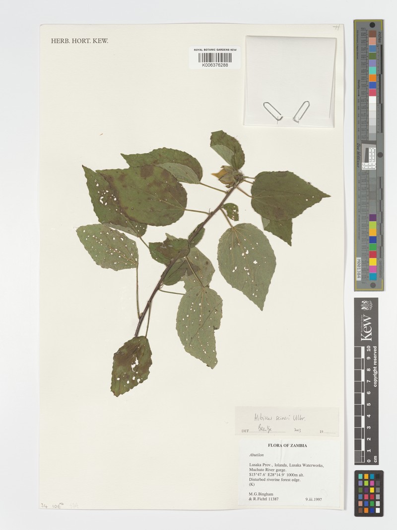 Hibiscus seineri