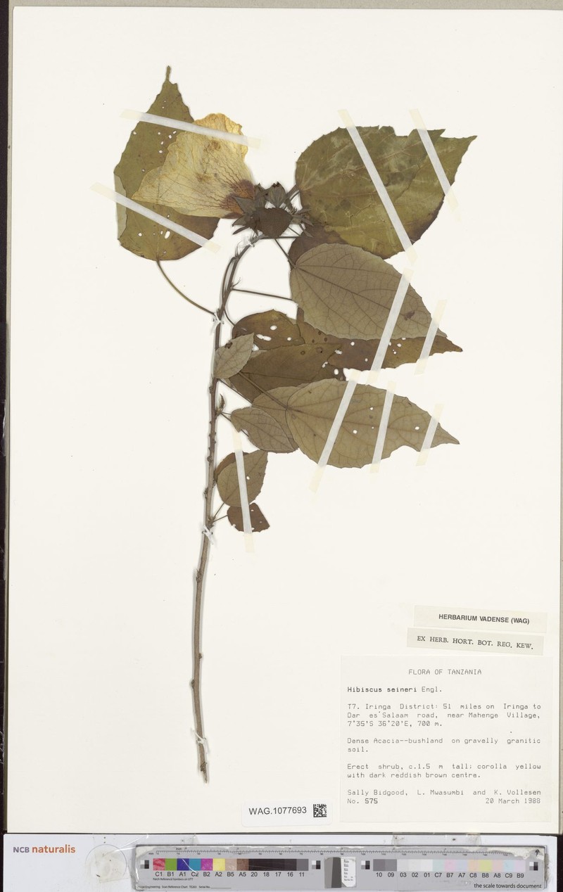 Hibiscus seineri photo 2