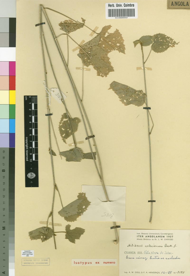 Hibiscus selesiensis