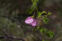 Hibiscus setulosus