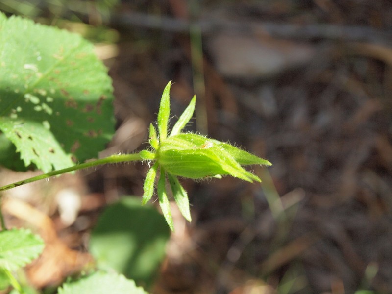 Hibiscus setulosus photo 2