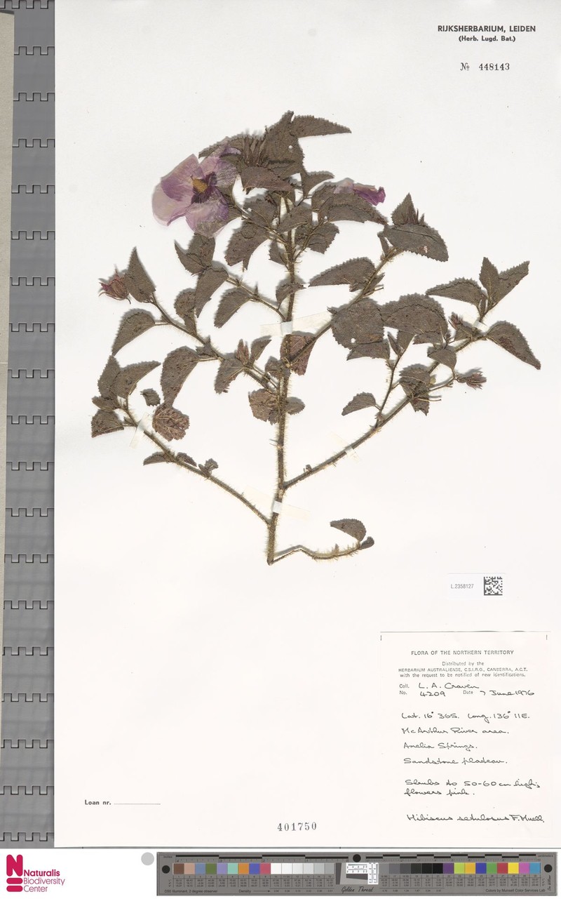 Hibiscus setulosus photo 5