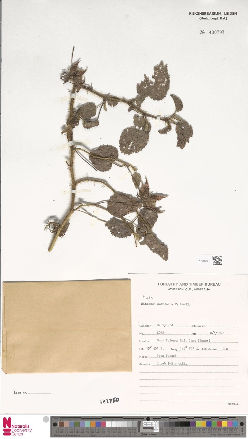 Hibiscus setulosus photo 6
