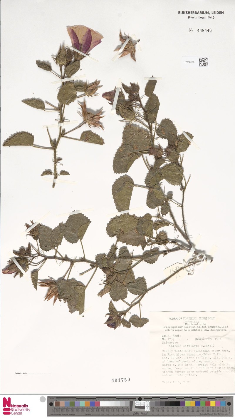 Hibiscus setulosus photo 7