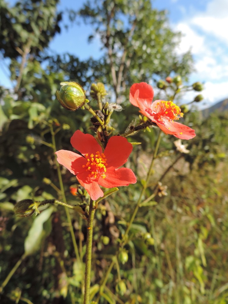 Hibiscus shirensis