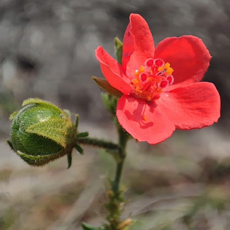 Hibiscus shirensis photo 2