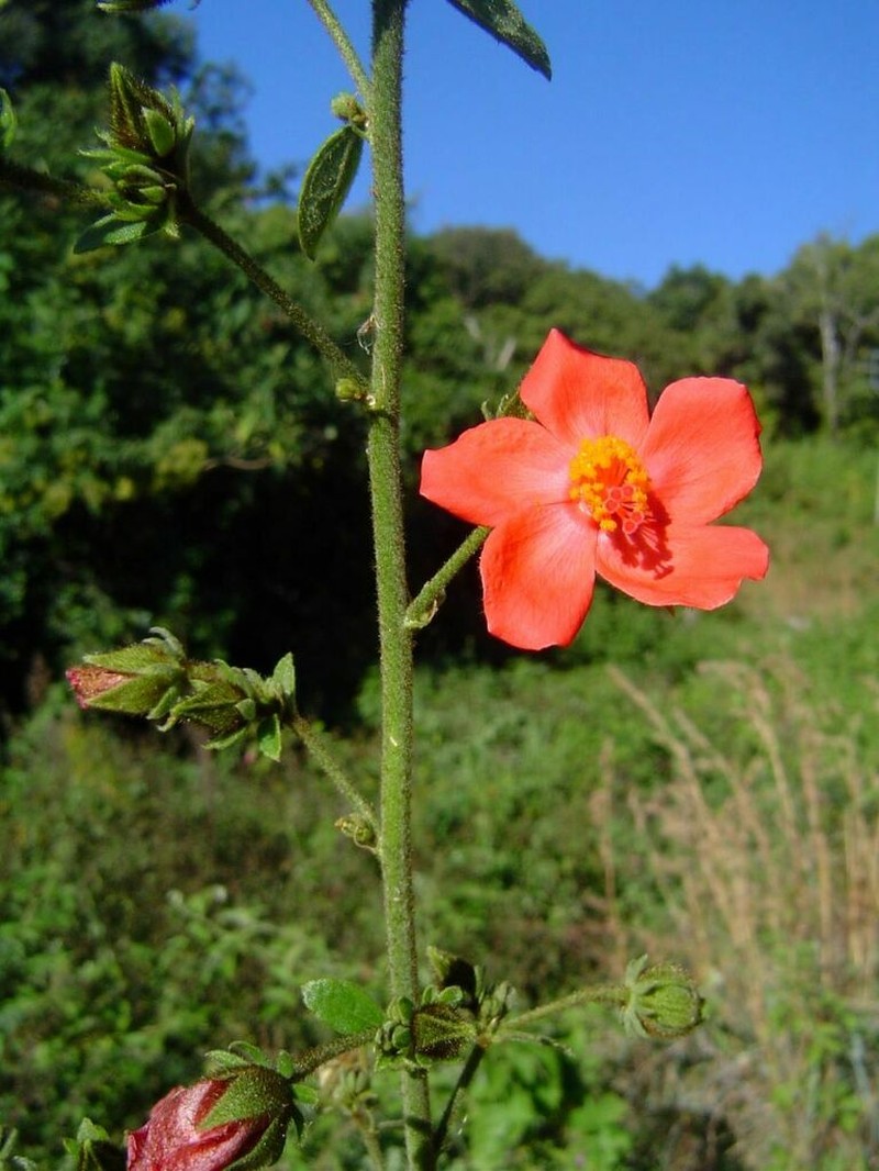 Hibiscus shirensis photo 4