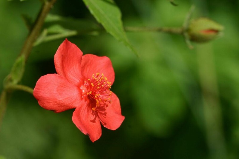 Hibiscus shirensis photo 5