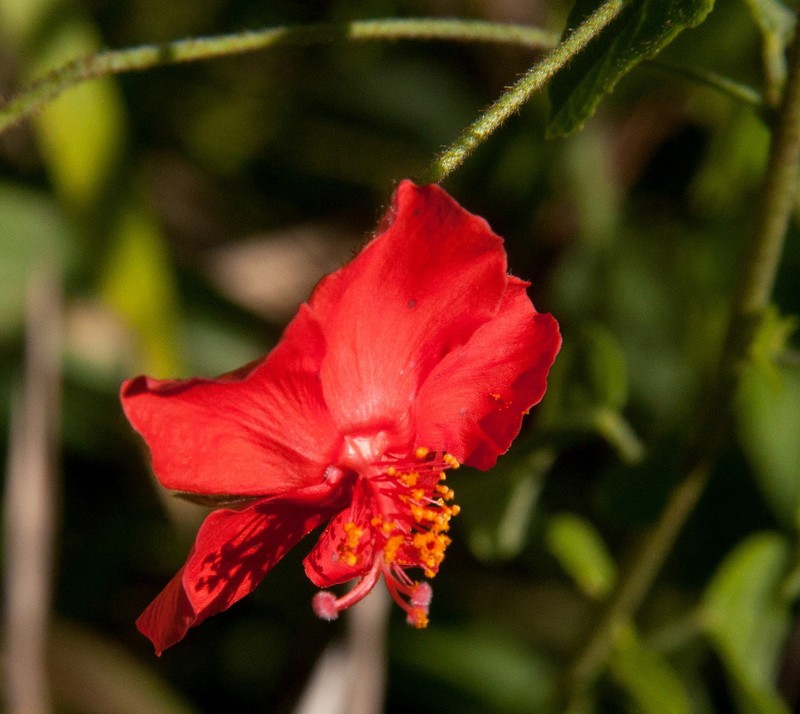 Hibiscus shirensis photo 8