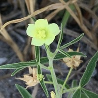 Hibiscus sidiformis