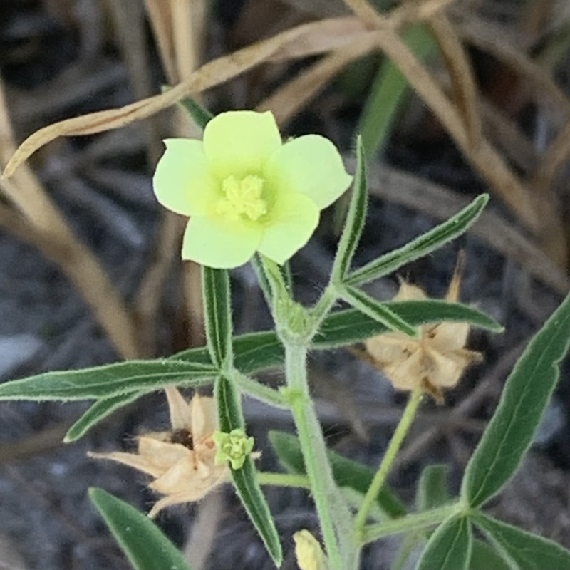 Hibiscus sidiformis