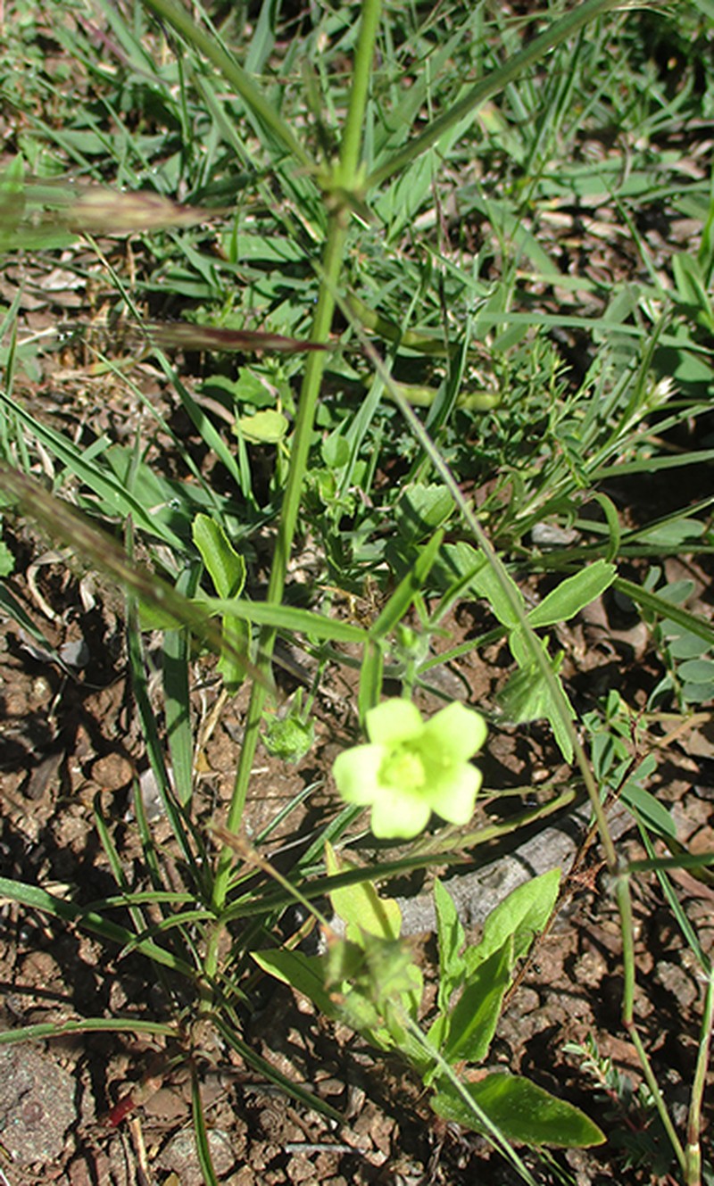 Hibiscus sidiformis photo 2