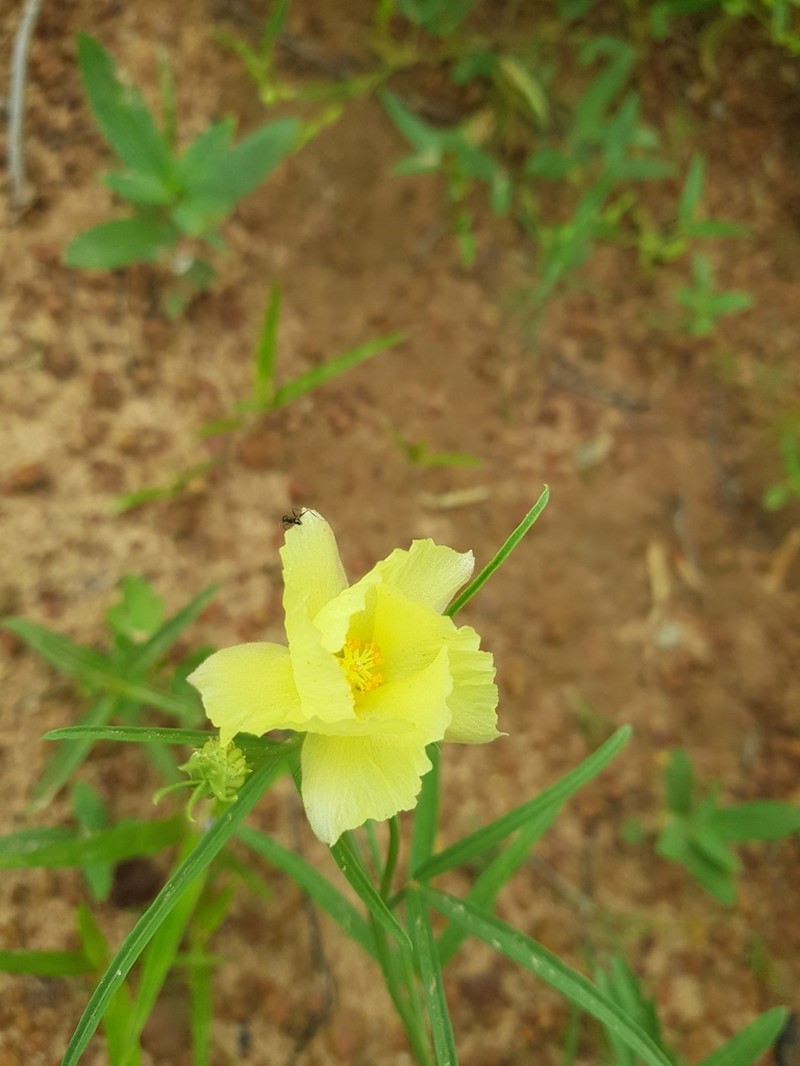Hibiscus sidiformis photo 3