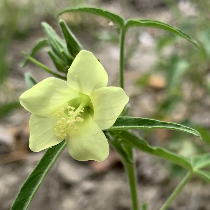 Hibiscus sidiformis photo 4