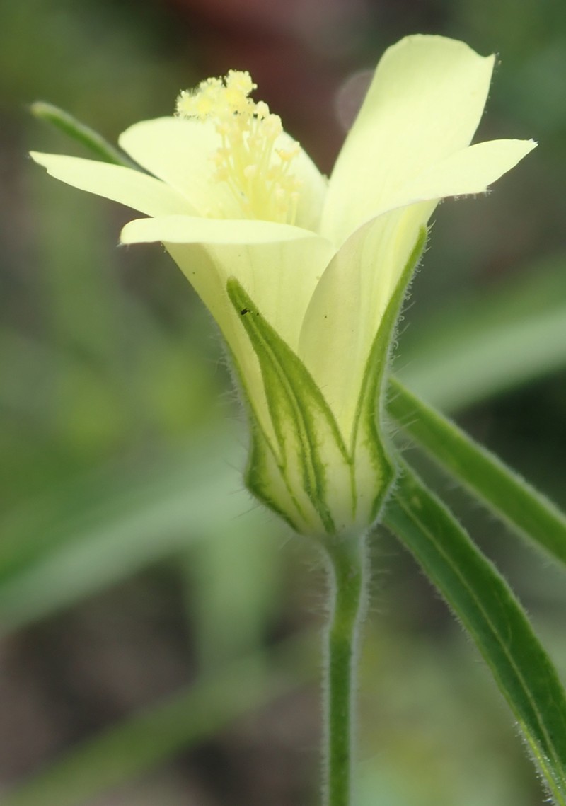 Hibiscus sidiformis photo 5