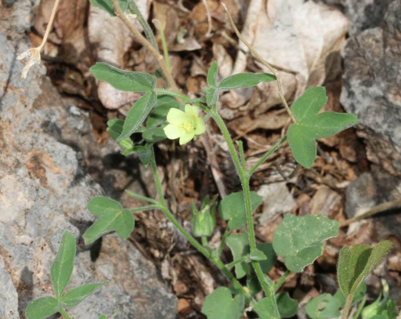 Hibiscus sidiformis photo 6