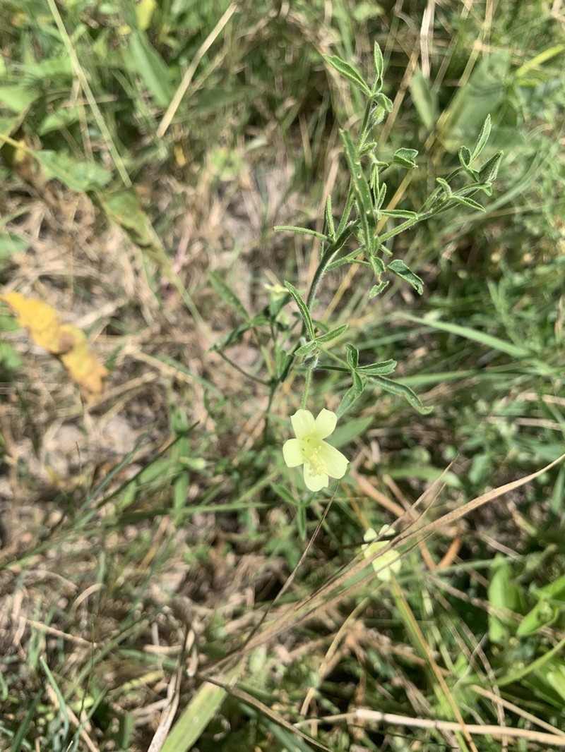 Hibiscus sidiformis photo 8