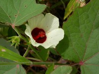 Hibiscus sineaculeatus