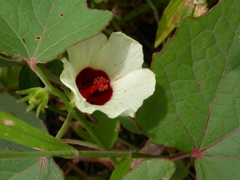 Hibiscus sineaculeatus photo 2