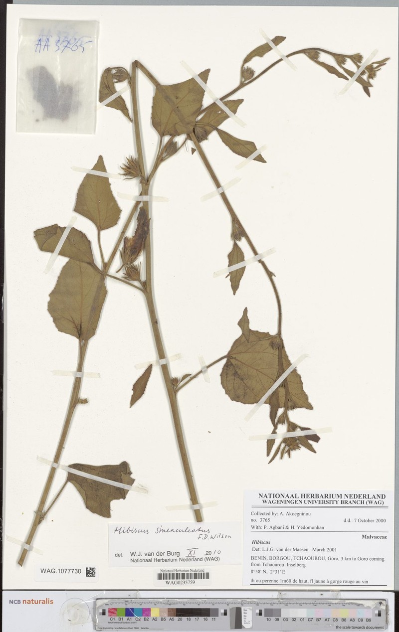 Hibiscus sineaculeatus photo 3
