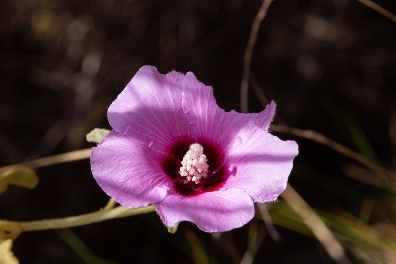 Hibiscus solanifolius
