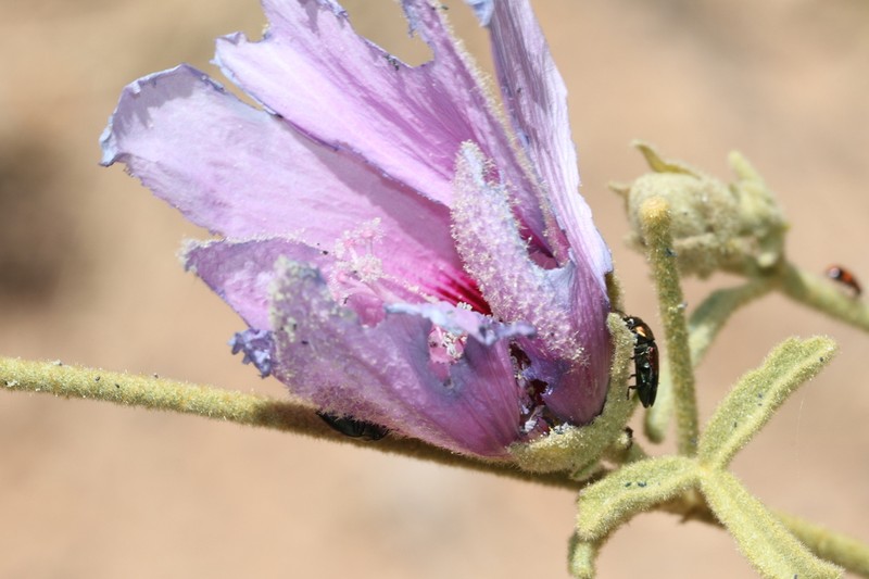 Hibiscus solanifolius photo 7