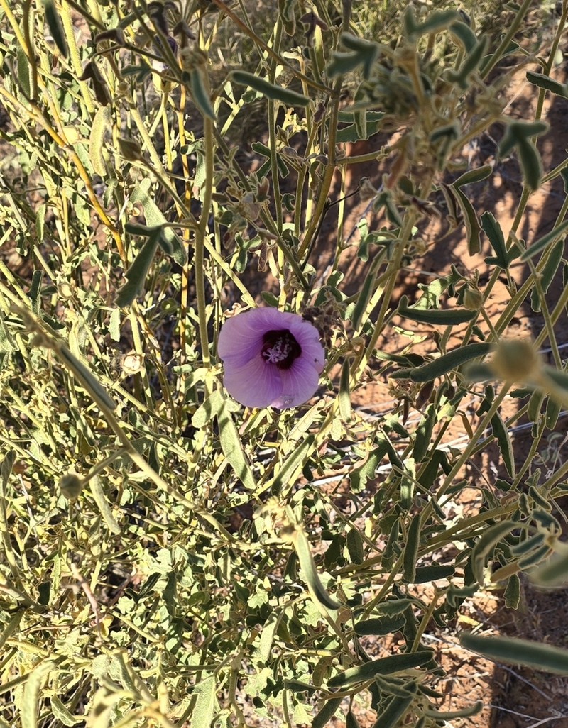 Hibiscus solanifolius photo 8