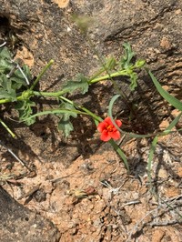 Hibiscus somalensis