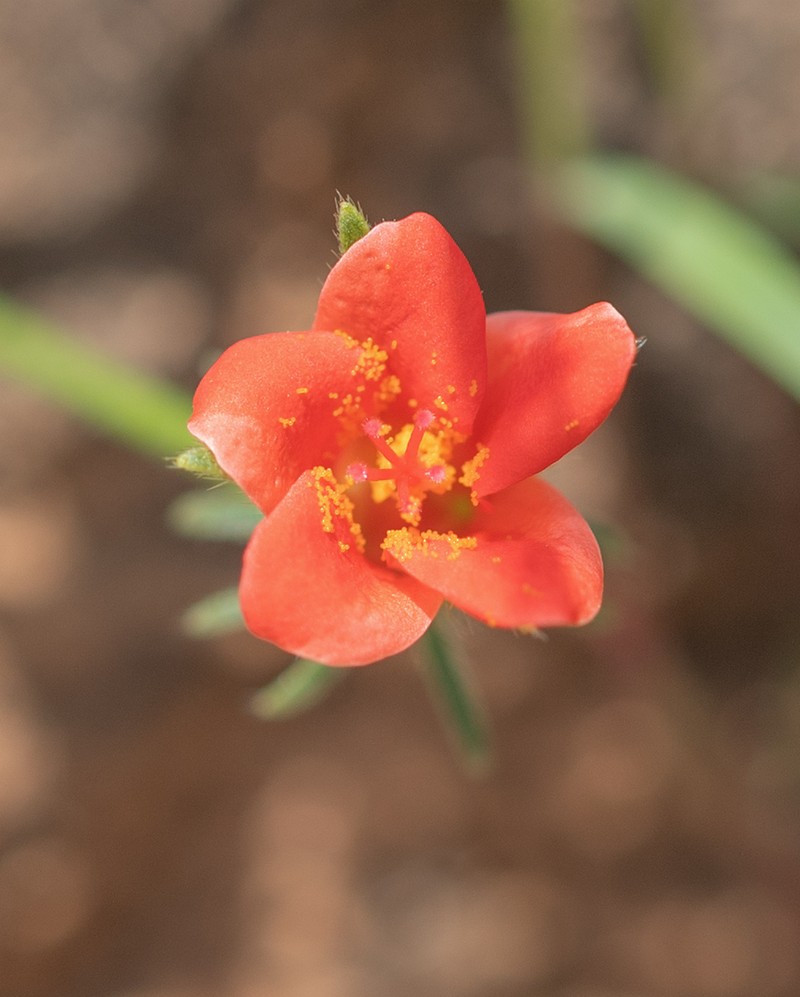Hibiscus somalensis photo 4