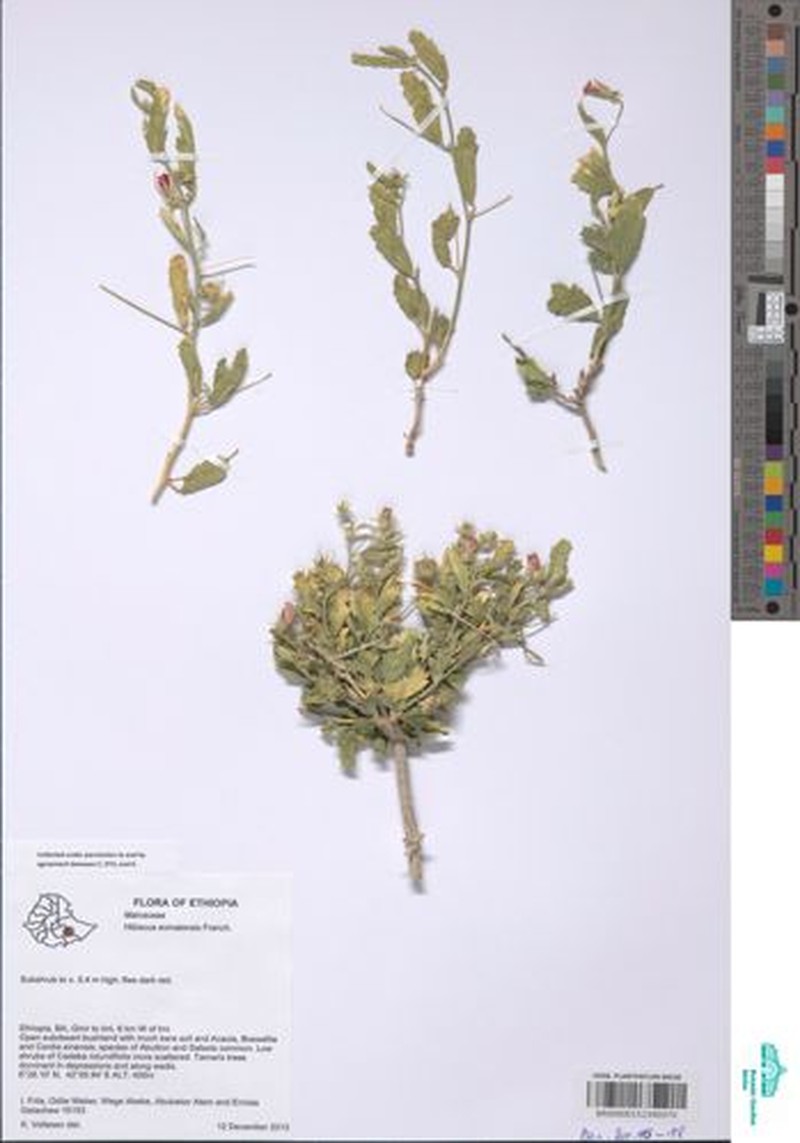 Hibiscus somalensis photo 5