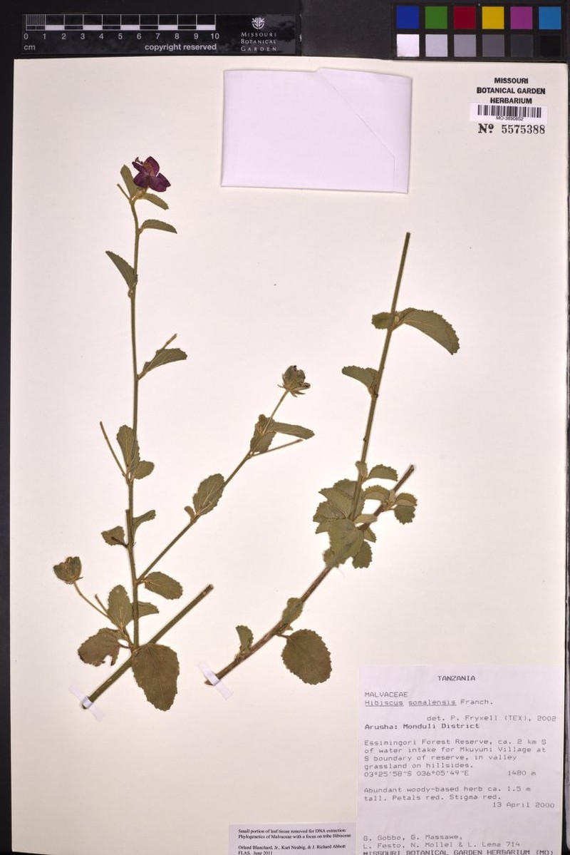 Hibiscus somalensis photo 8