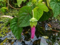 Hibiscus sororius