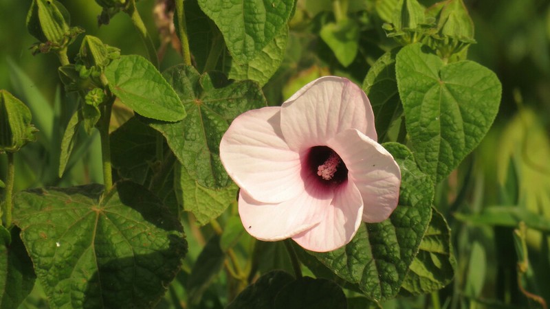 Hibiscus sororius photo 4