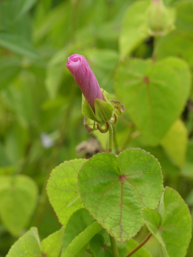 Hibiscus sororius photo 5