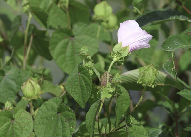 Hibiscus sororius photo 6